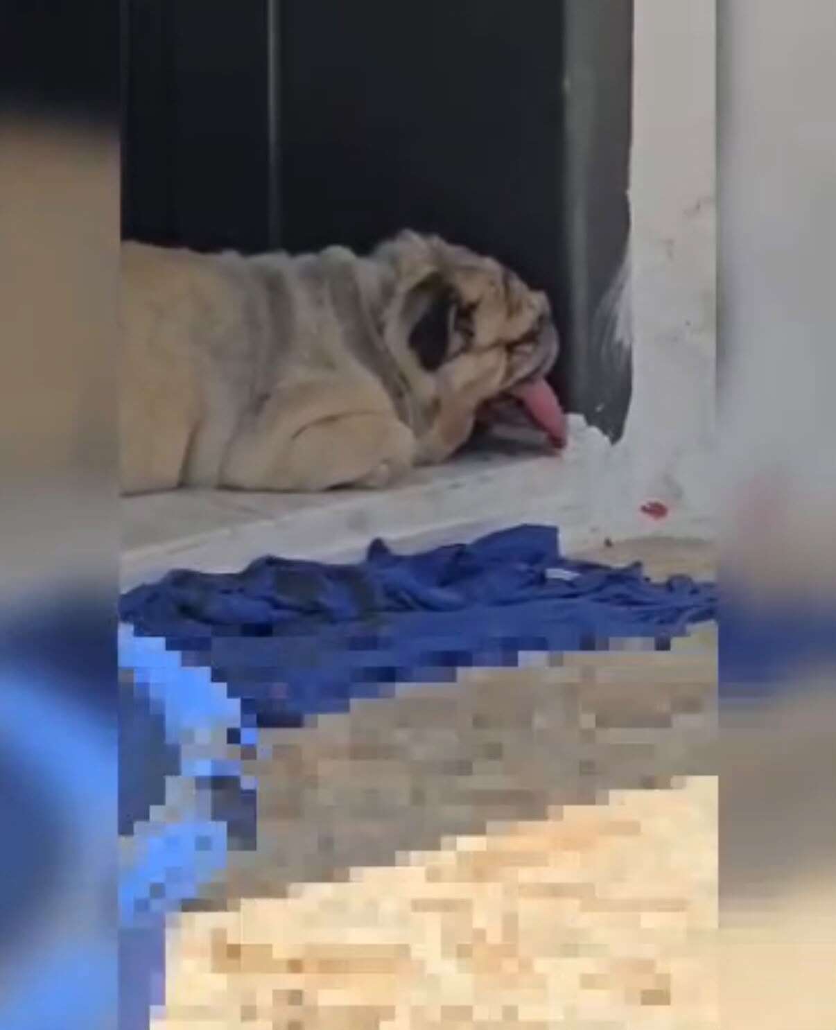Bodrum'da Yürek Yakan Ölüm: Ekmek Almaya Çıktı, Kapısında Can Verdi, Köpeği Başından Ayrılmadı 3